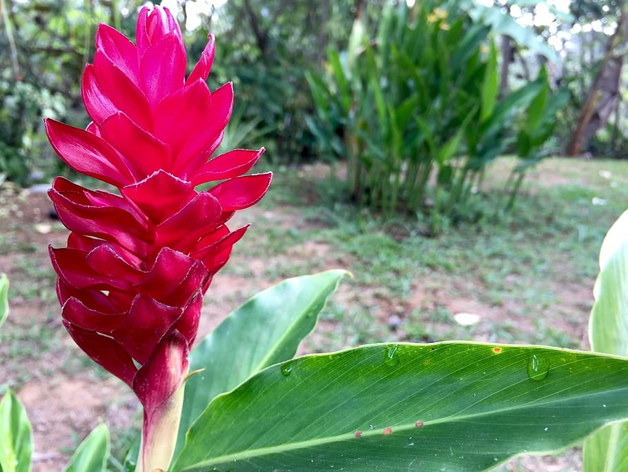 Flower, Floral, Red, Leaf, Foliage, ginger, tropical, garden HD wallpaper