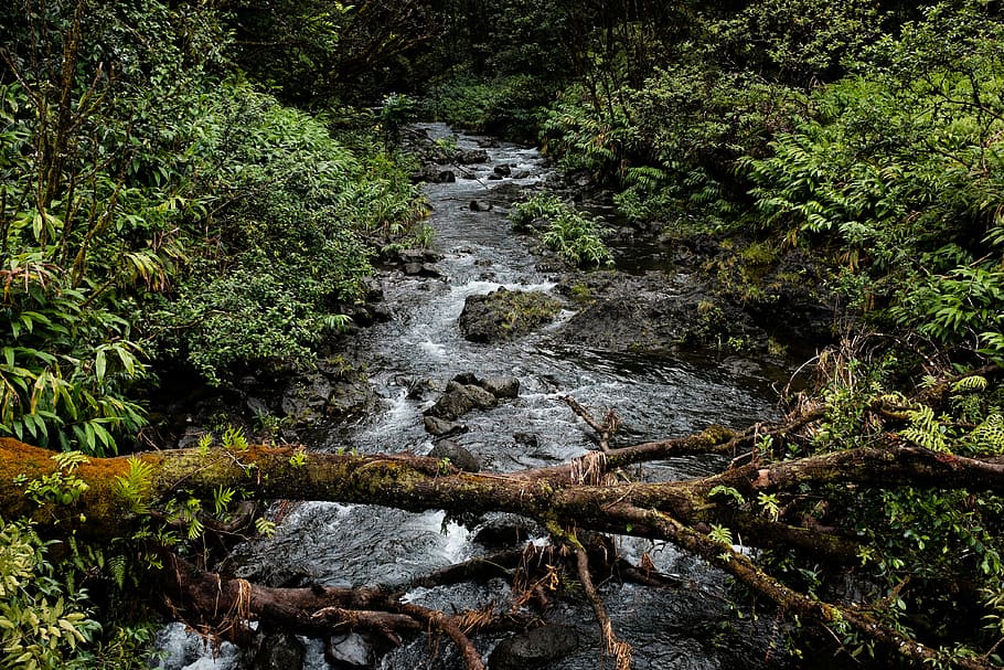 timelapse photography of river surrounded with trees, tree at the middle of the river HD wallpaper