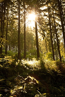 forest, sun, nature, light, shadow, bright, leaves, sunbeam HD wallpaper