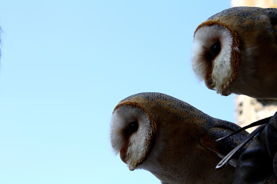 Hd Wallpaper Owls Pair Barn Owls Birds Of Prey Couple