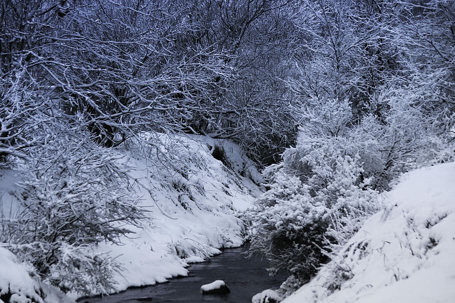 Snow, Tree, Creek, Winter, Nature, Cold, branches, québec HD wallpaper