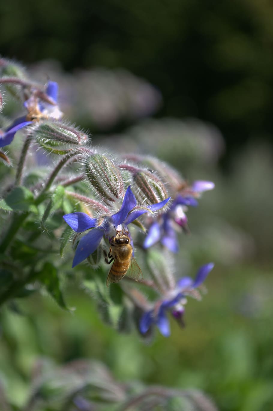 bee, autumn, flower, insect, animals in the wild, invertebrate HD wallpaper