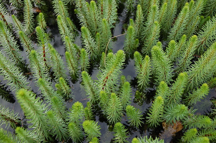Marsh, River, Water, Green, Plant, ecology, botanical, ba, background HD wallpaper