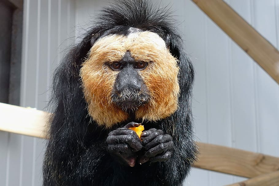 saki monkey, sakis, face, eyes, nature, black, animal, white HD wallpaper