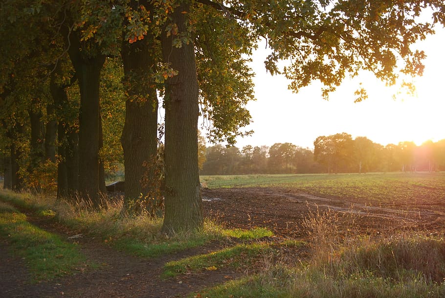 tree, oak, light, sunset, landscape, plant, sunlight, growth HD wallpaper