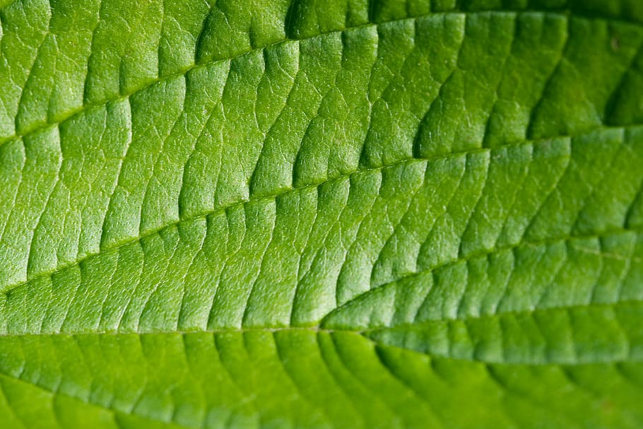 closeup photo of green leaf, macro, structure, texture, nature HD wallpaper