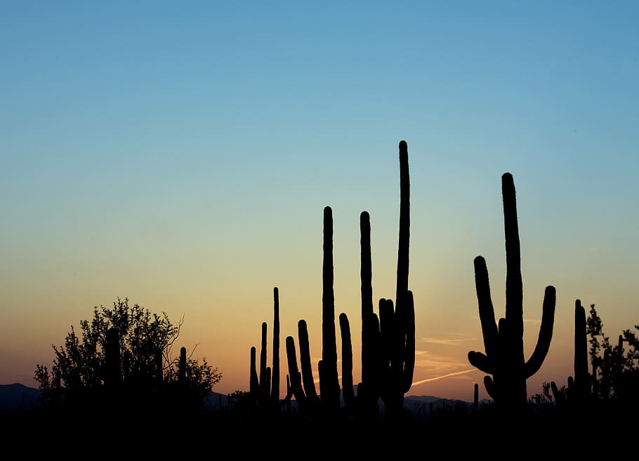 silhouette of cactus plant during golden hour, dusk, desert, landscape