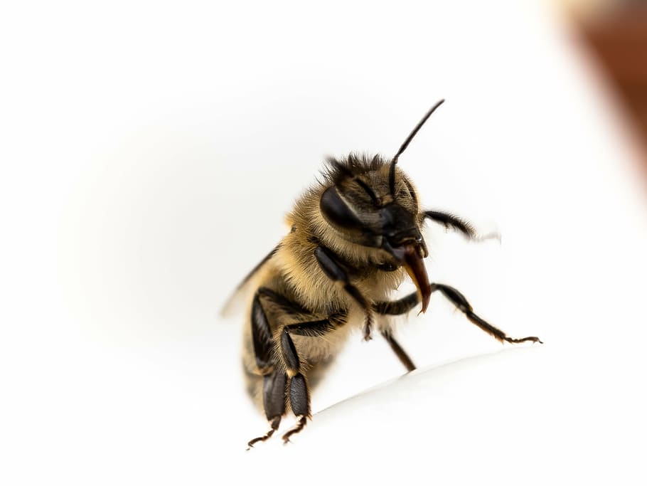 honey bee in close-up photography, tongue, insect, nature, macro HD wallpaper