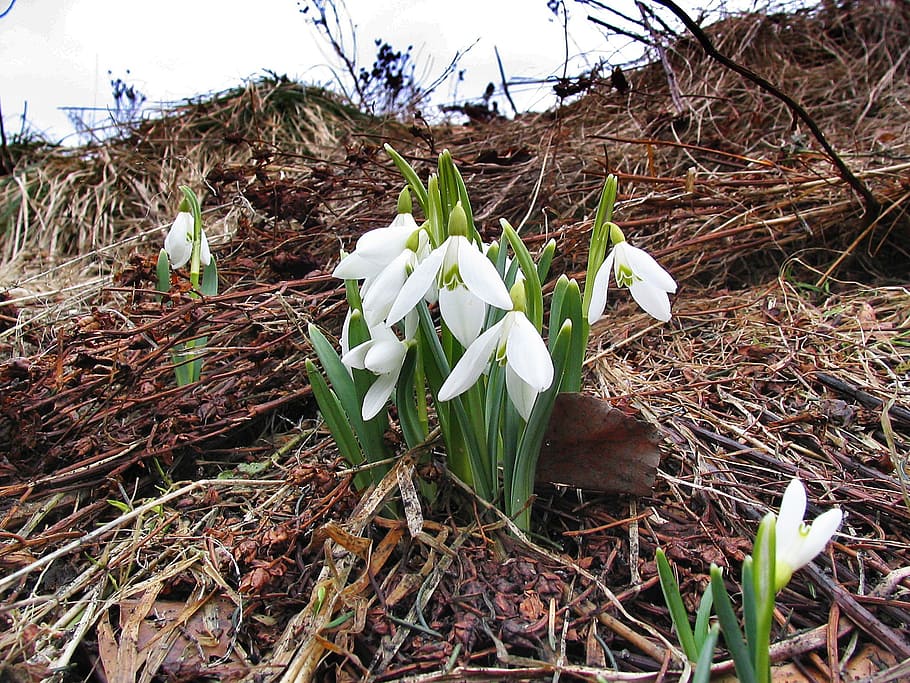 unbloomed white flowers at daytime, snowdrops, spring, tatry, HD wallpaper