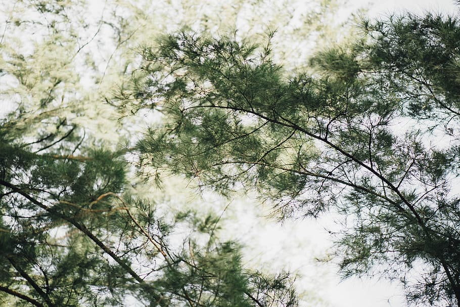 low angle photography of green tree at daytime, low angle photography of tree leaves HD wallpaper