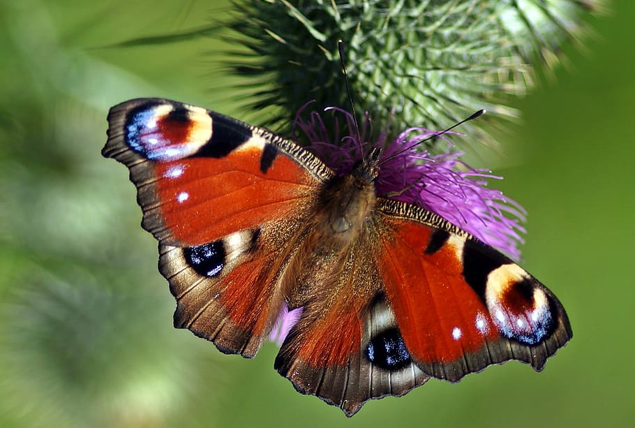 peacock butterfly perched on purple petaled flower in closeup photography HD wallpaper