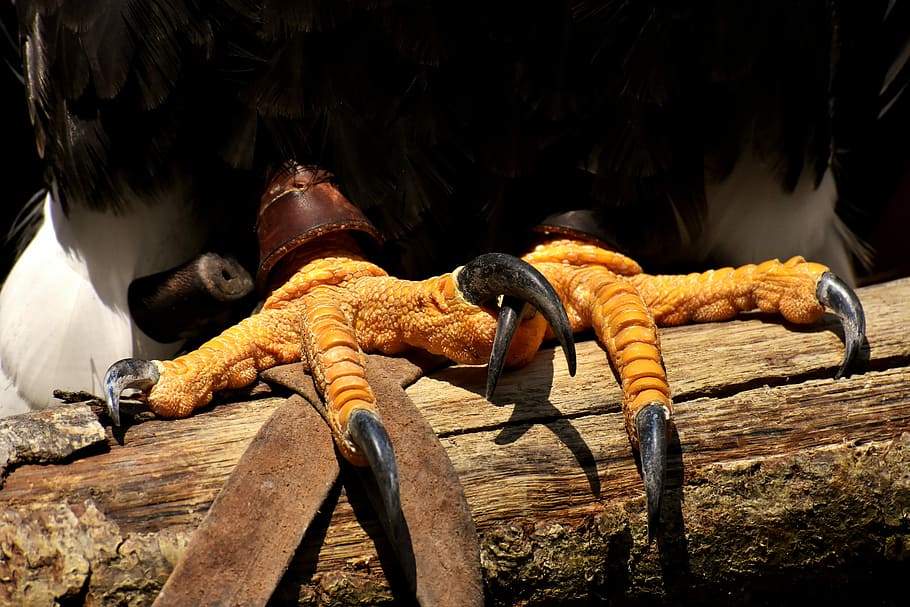bird standing on trunk, adler, bald eagle, feet, claw, raptor HD wallpaper