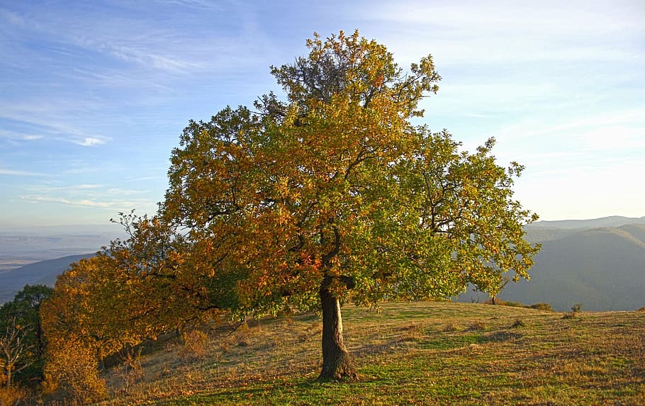 tree, october, fall, autumn, hill, sky, clouds, colors, nature HD wallpaper
