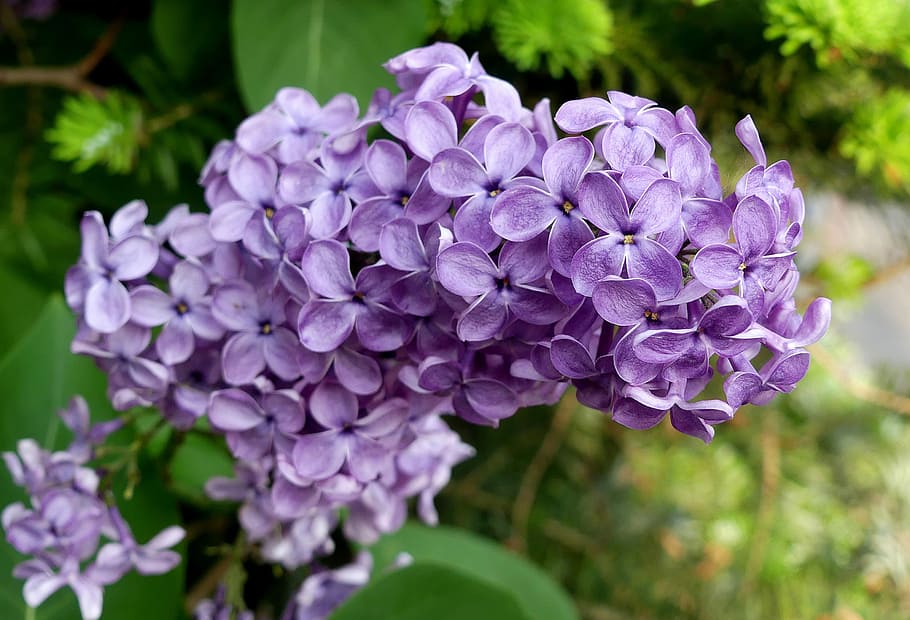 lilac, purple, spring, close, violet, ornamental shrub, flowering plant HD wallpaper