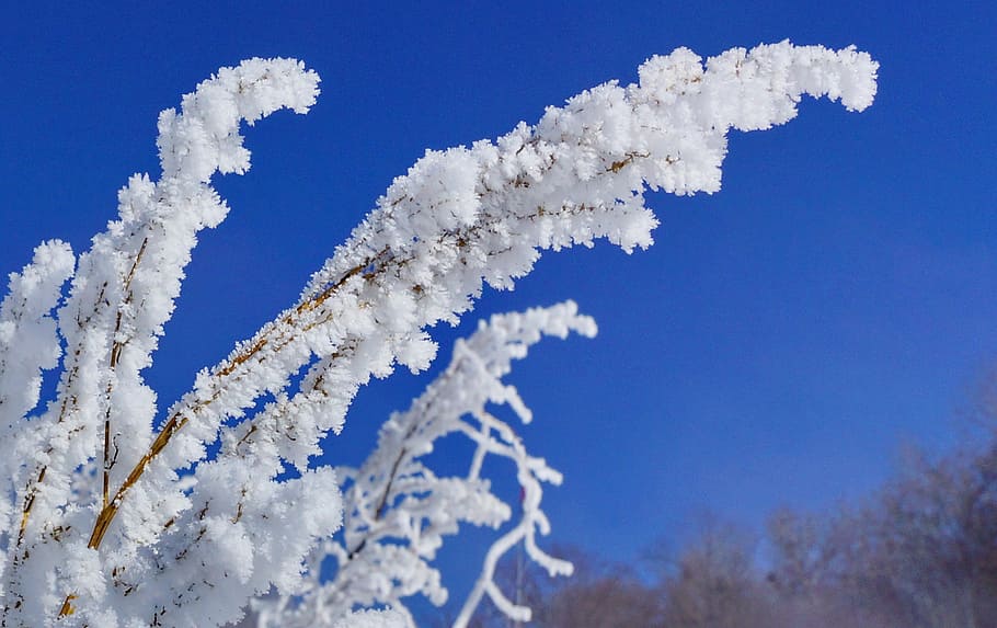 winter, leann, grass, cold temperature, sky, white color, snow HD wallpaper