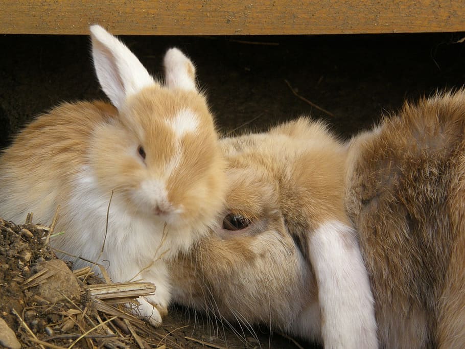 rabbit, floppy ear, pet, rodent, mammal, mother daughter, animal HD wallpaper