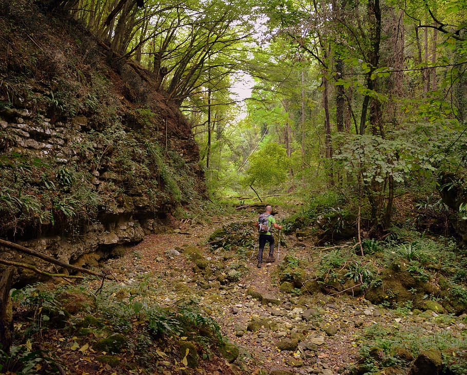 excursion, forest, val borago, valle, trail, e5, european, lessinia HD wallpaper