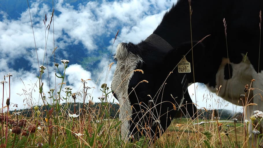 cow, cattle, mountains, alps, nature, clouds, plant, smoke - physical structure HD wallpaper