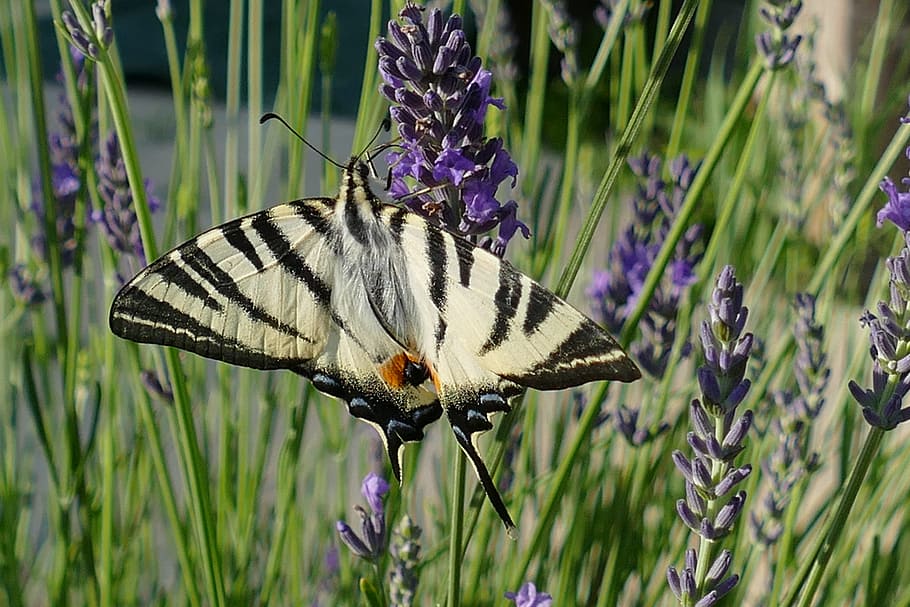 butterfly, bug, macaon, papilio machaon, animal, lavender, nature, HD wallpaper