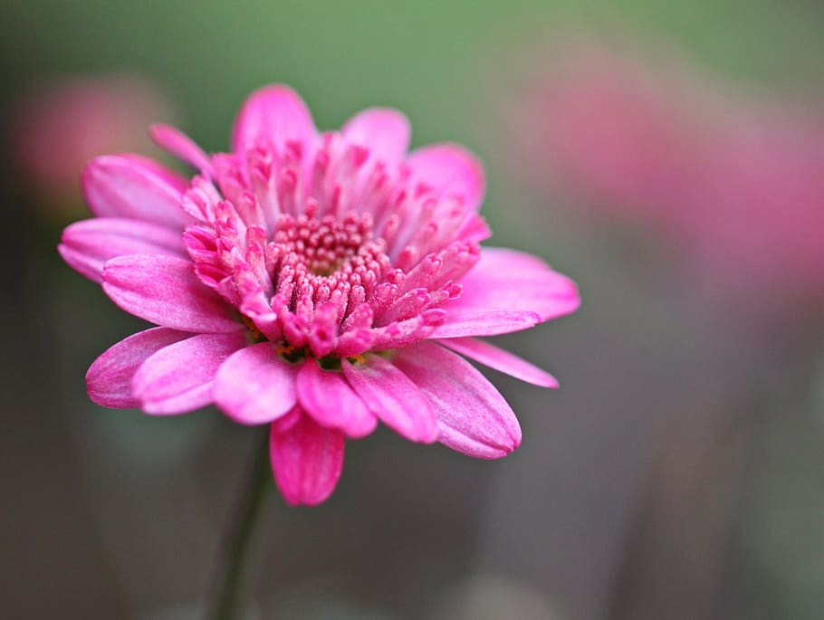 shallow focus photography of pink flower, close-up photography, HD wallpaper