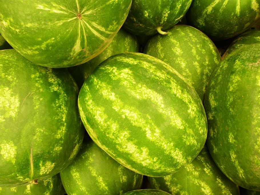 Fruit, Watermelon, Summer, green, vitamin, food and drink, green color HD wallpaper