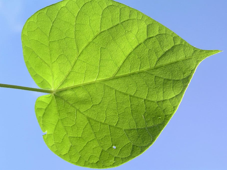Leaf, Nature, green, green color, close-up, plant, day, outdoors HD wallpaper