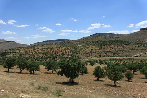 nature, landscape, tree, cloud, turkey, natural turkey, grassland HD wallpaper