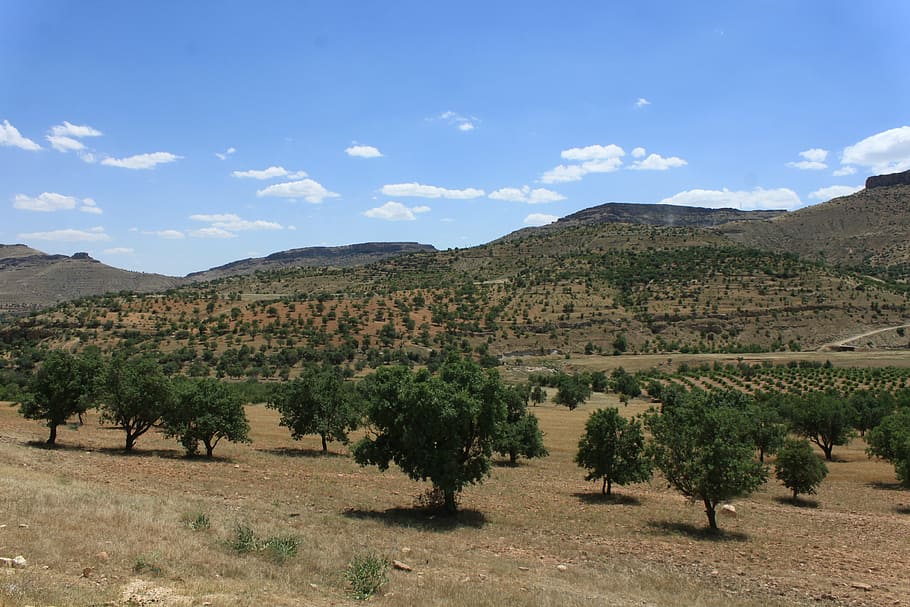 nature, landscape, tree, cloud, turkey, natural turkey, grassland HD wallpaper