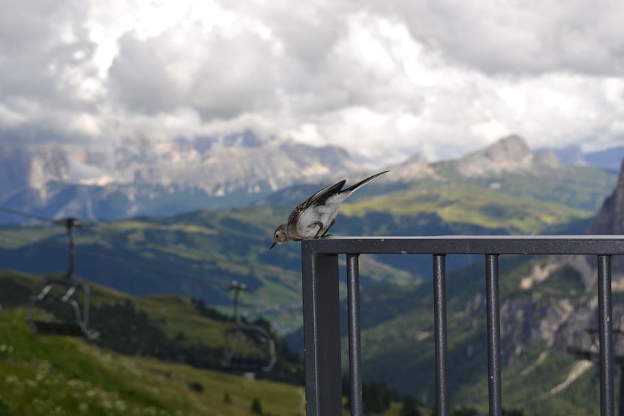mountain, clouds, dolomites, bird, animal, animal themes, vertebrate HD wallpaper