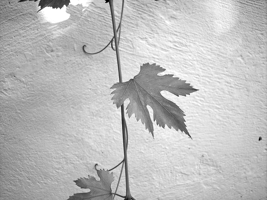 leaf, screw, wine, plant, creeper, leaves, plant part, wall - building feature HD wallpaper