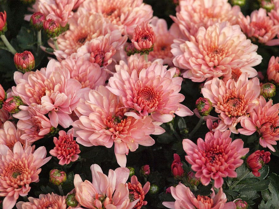 Pink, Blossom, Bloom, herbstaster, garden, asters, flower, pink color HD wallpaper