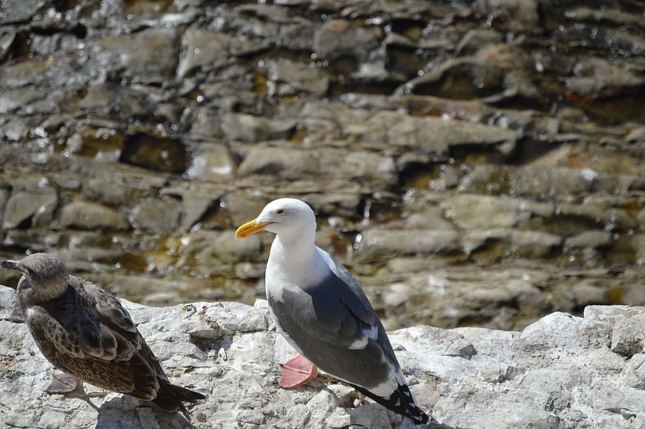seagull, rocks, bird, animals in the wild, animal themes, vertebrate HD wallpaper
