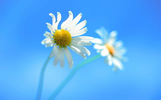white Daisy in bloom at daytime, white petals, yellow center HD wallpaper