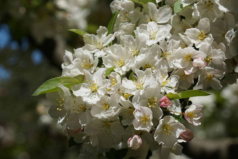 blossom, white, spring, nature, tree, cherry blossom, blooming HD wallpaper