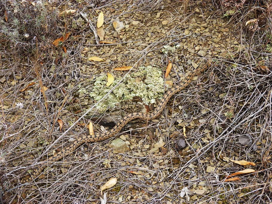 Snake, Threat, Brown, Mountain, nature, day, outdoors, no people HD wallpaper