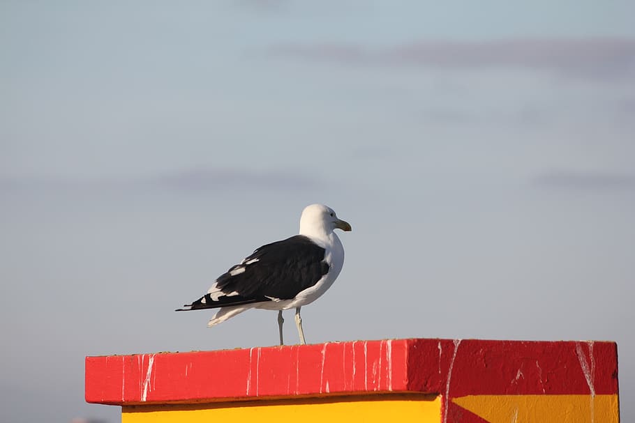 bird, inspiration, seagull, animals in the wild, animal themes HD wallpaper