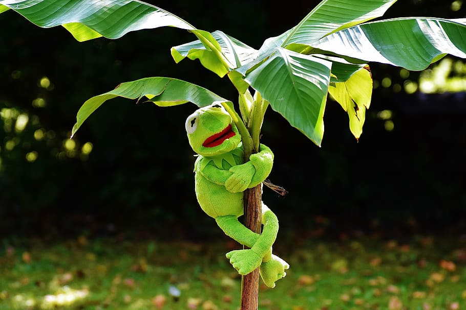 exasperate, kermit, frog, kermit frog, green, toys, soft toy HD wallpaper