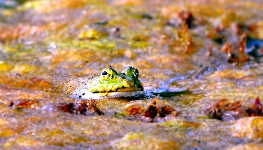 frog, toad, amphibian, green, animal, amphibians, animal themes HD wallpaper