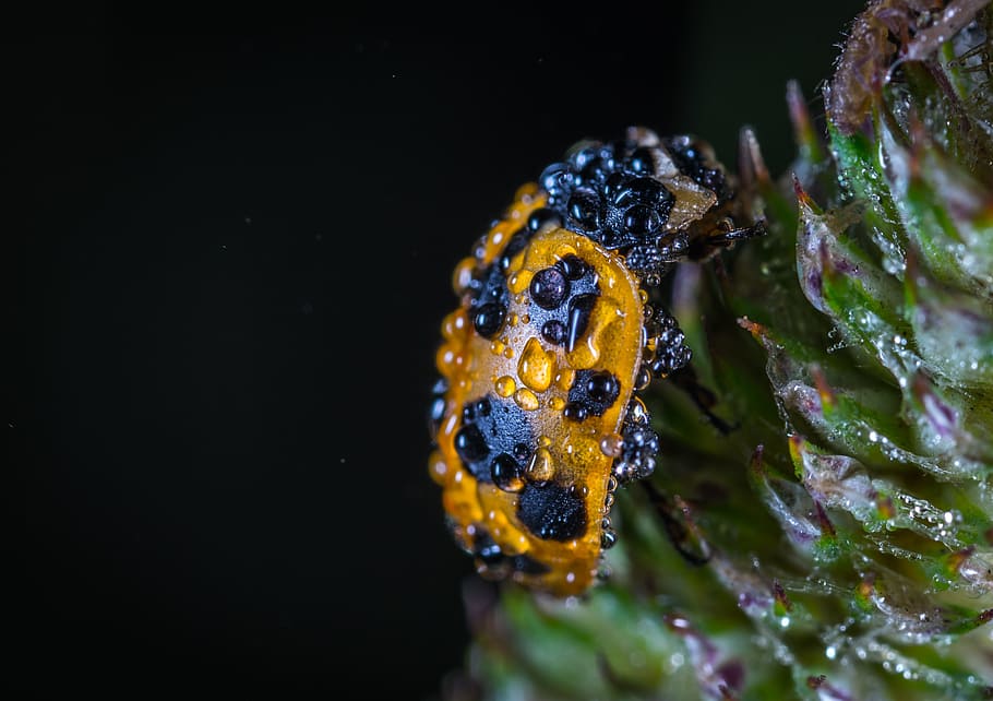 bespozvonochnoe, insect, no one, nature, outdoors, drops, rosa