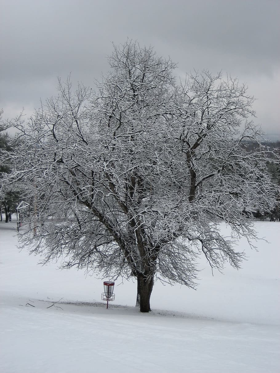 winter, tree, camp, snow, cold temperature, beauty in nature HD wallpaper