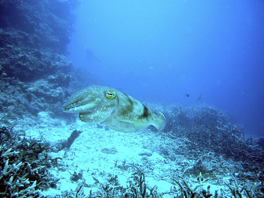 Squid, Diving, Underwater, Reef, underwater world, animal, undersea HD wallpaper