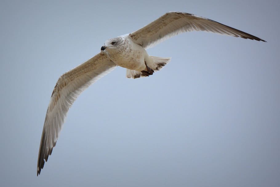 seagull, bird, fly, wings, animal, animal themes, flying, animals in the wild HD wallpaper