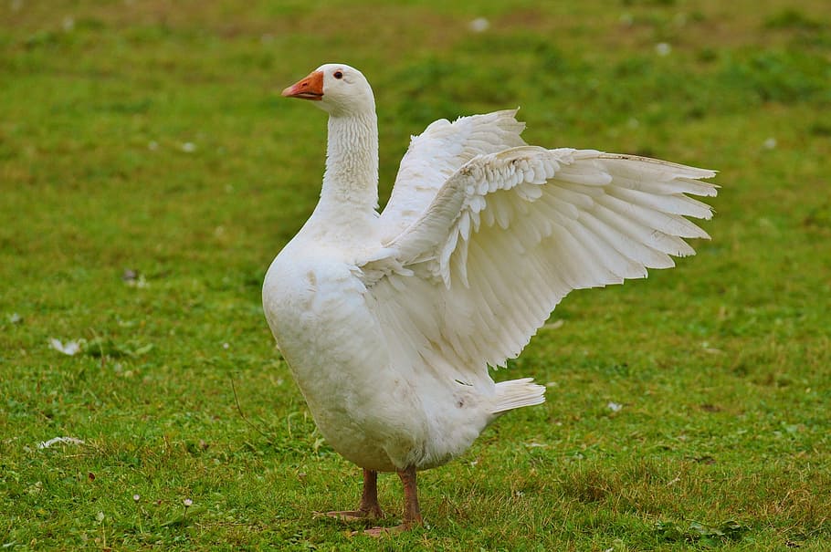 white goose, cute, plumage, animal, domestic goose, nature, poultry