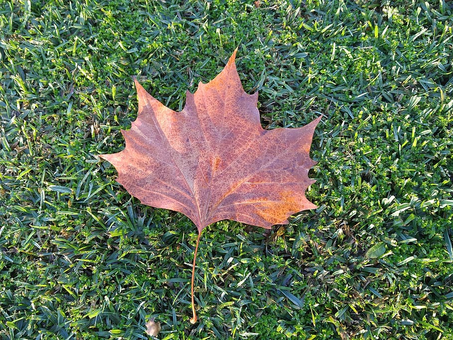 leaf, grass, autumn, plant part, nature, change, field, maple leaf HD wallpaper