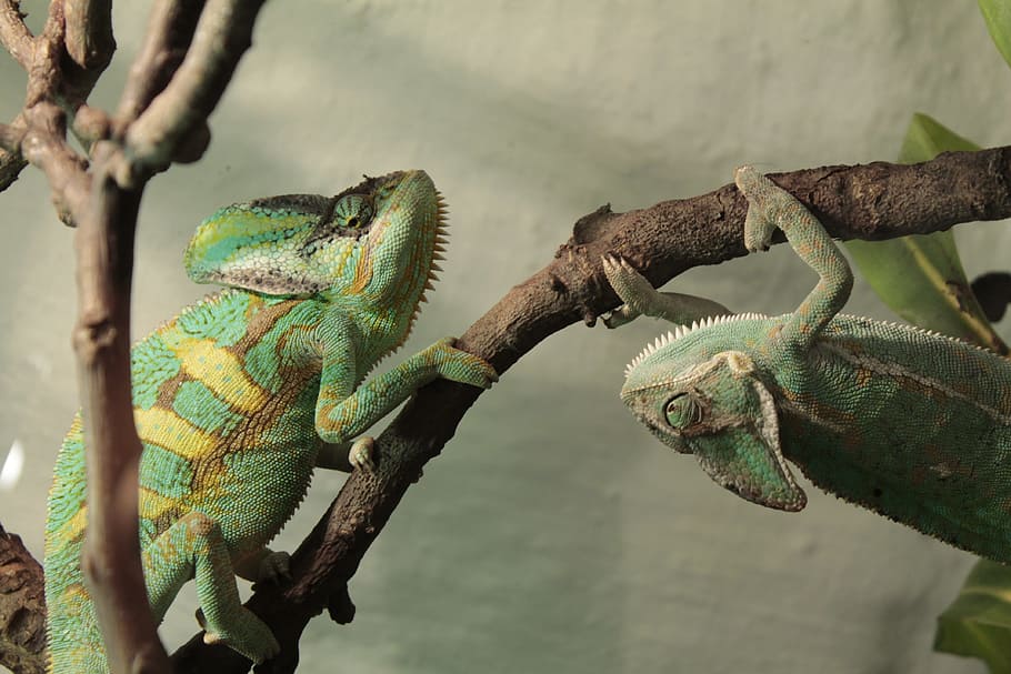 chameleon, chameleons, bough, green, yellow, reptile, animal themes HD wallpaper