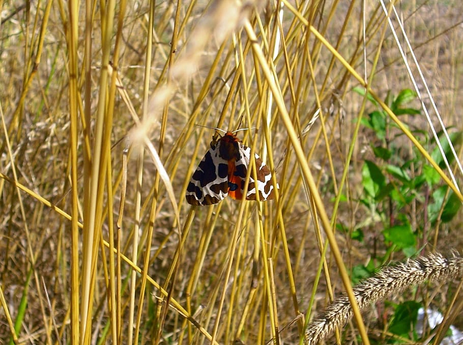 butterfly, brown bear, moth, insect, flight insect, wing, animal HD wallpaper
