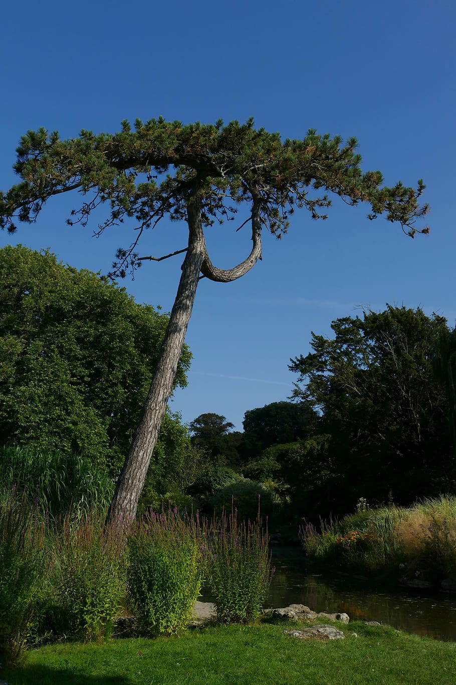 england, channel islands, united kingdom, jersey, park, garden