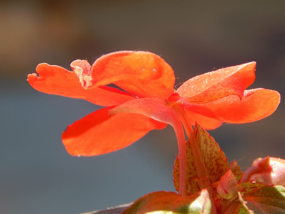 red, flower, flora, flowering plant, petal, vulnerability, beauty in nature HD wallpaper