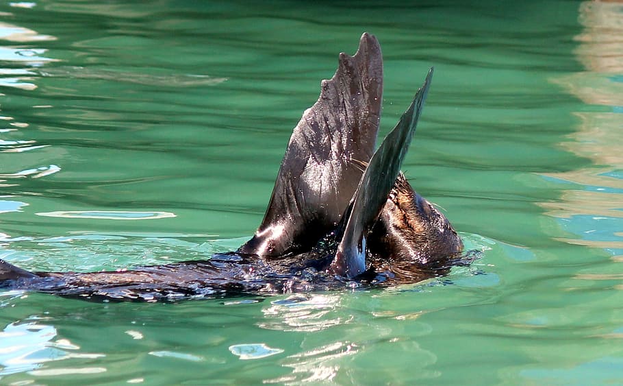 seal, swim, wave, clapping, water, robbe, meeresbewohner, water creature HD wallpaper