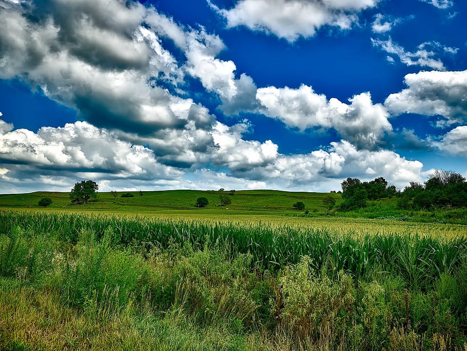 green grass field under cloudy sky, corn, cornfield, crop, agriculture HD wallpaper